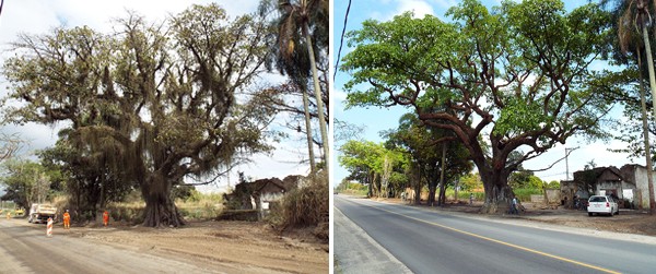 Figueira - antes e depois da dendrocirurgia